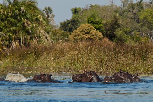 077 Okavango Delta, nijlpaarden.jpg